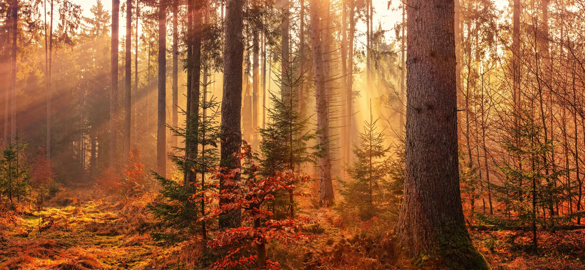 nature 1