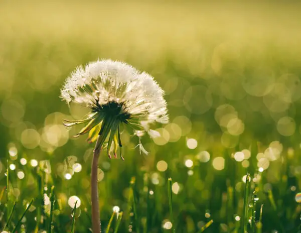 nature 4